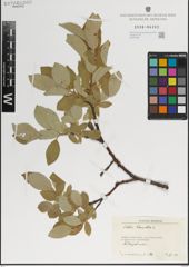 Foto von Salix lanata L.